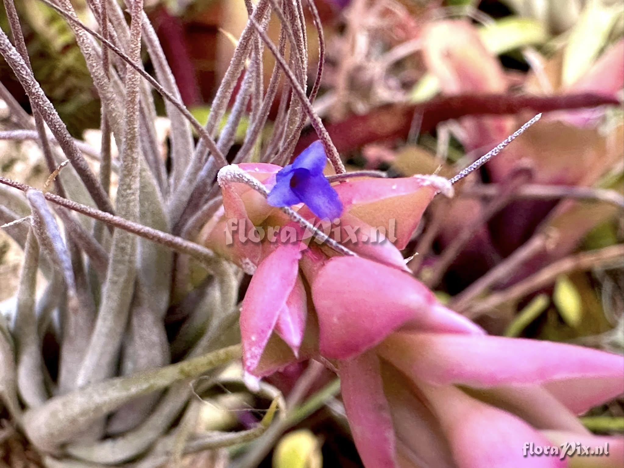 Tillandsia stricta subsp. piniformis