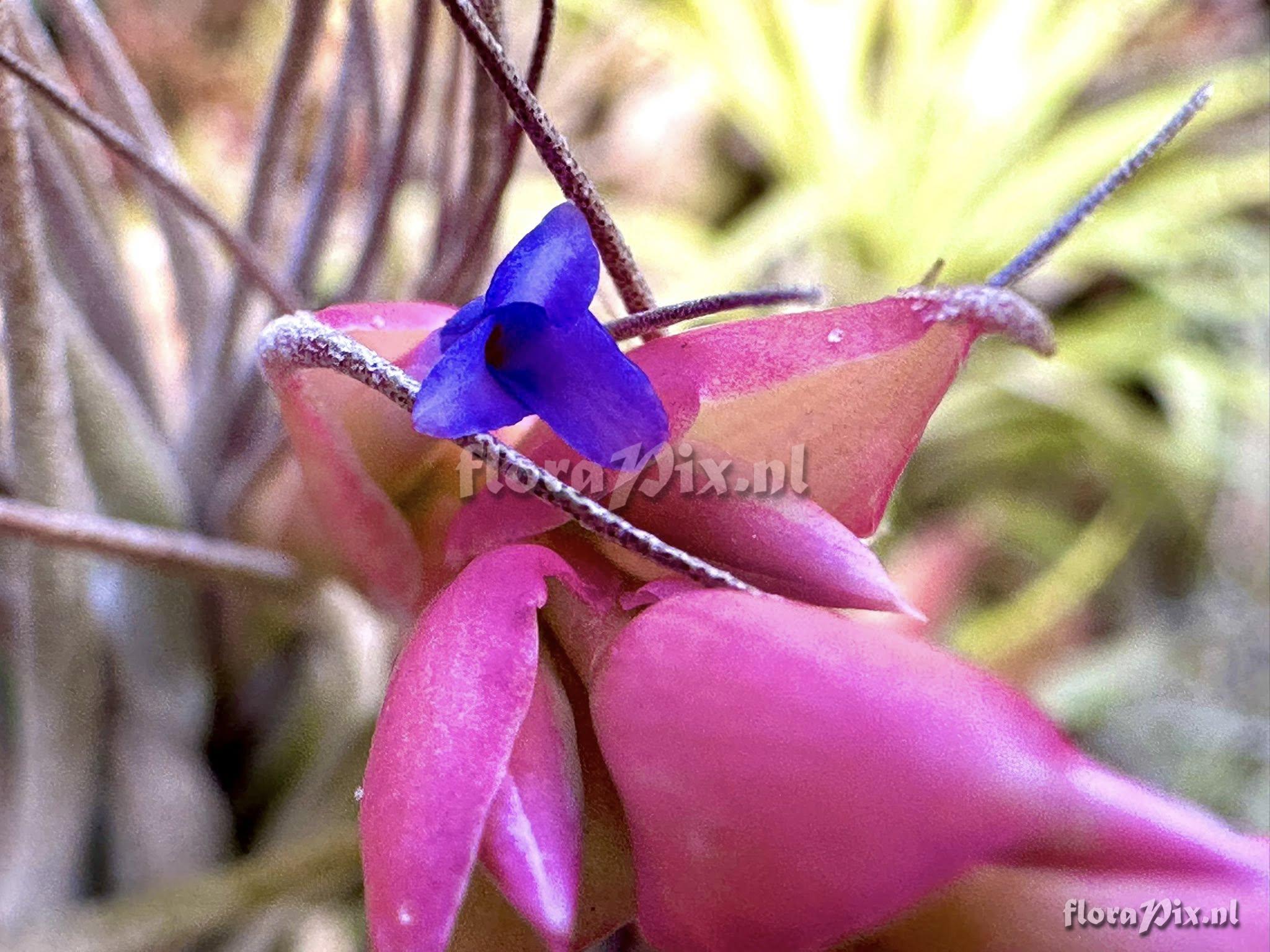 Tillandsia stricta subsp. piniformis