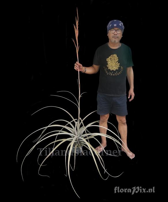Tillandsia guenthernolleri