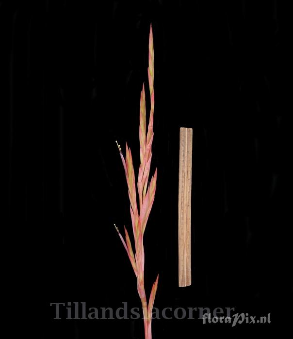 Tillandsia guenthernolleri