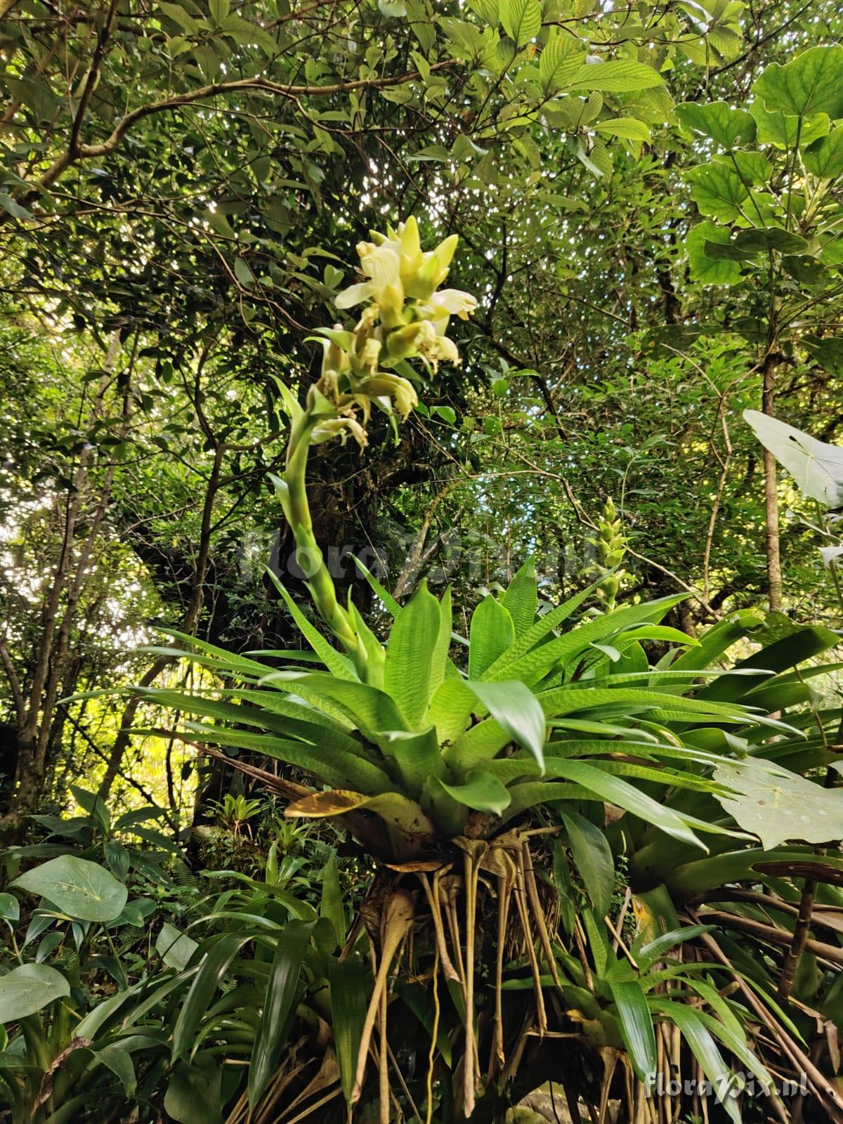 Werauhia nephrolepis