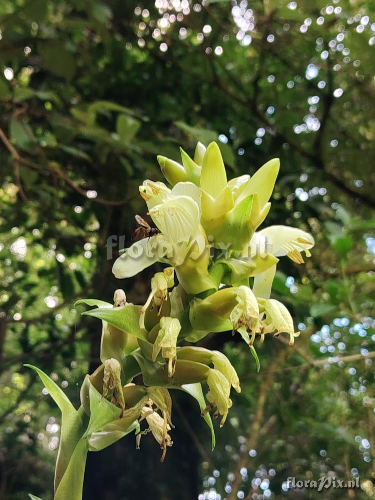 Werauhia nephrolepis