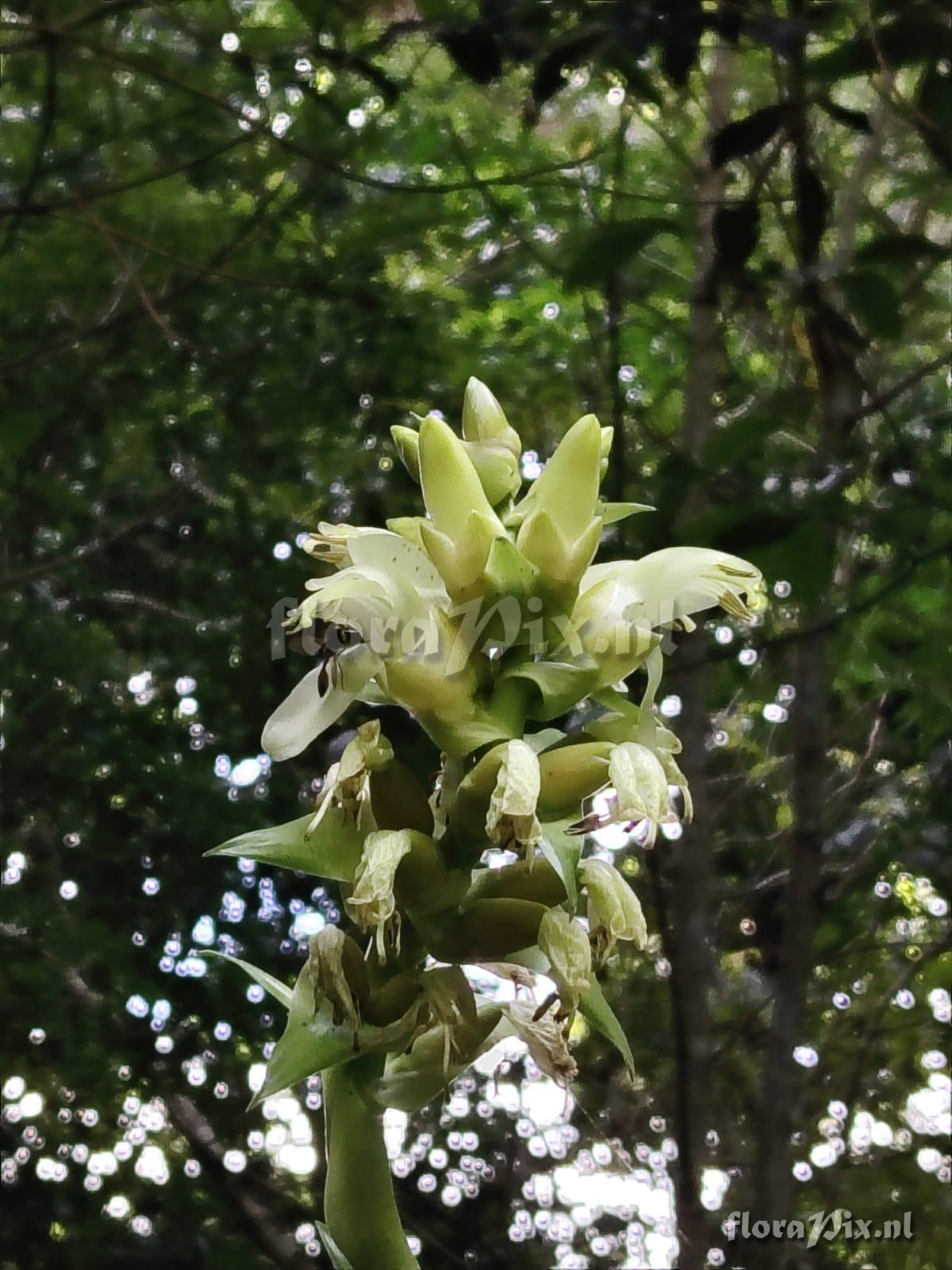 Werauhia nephrolepis
