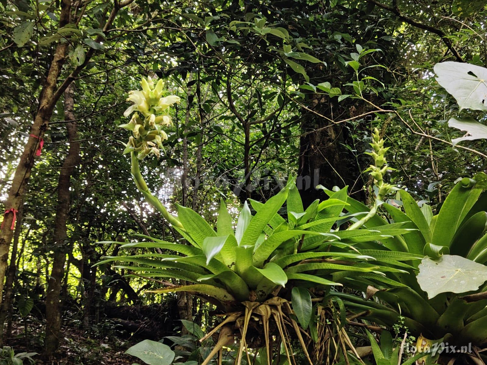 Werauhia nephrolepis