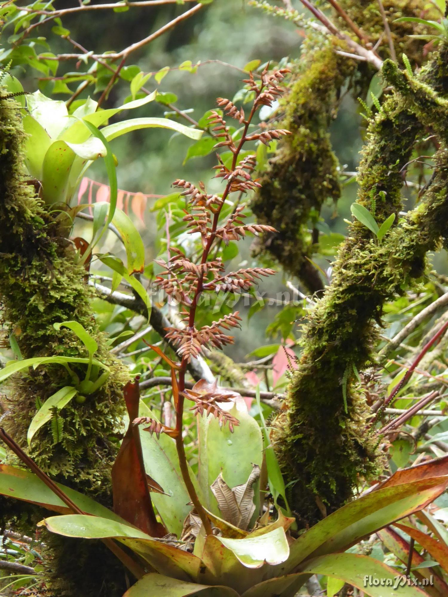 Josemania delicatula