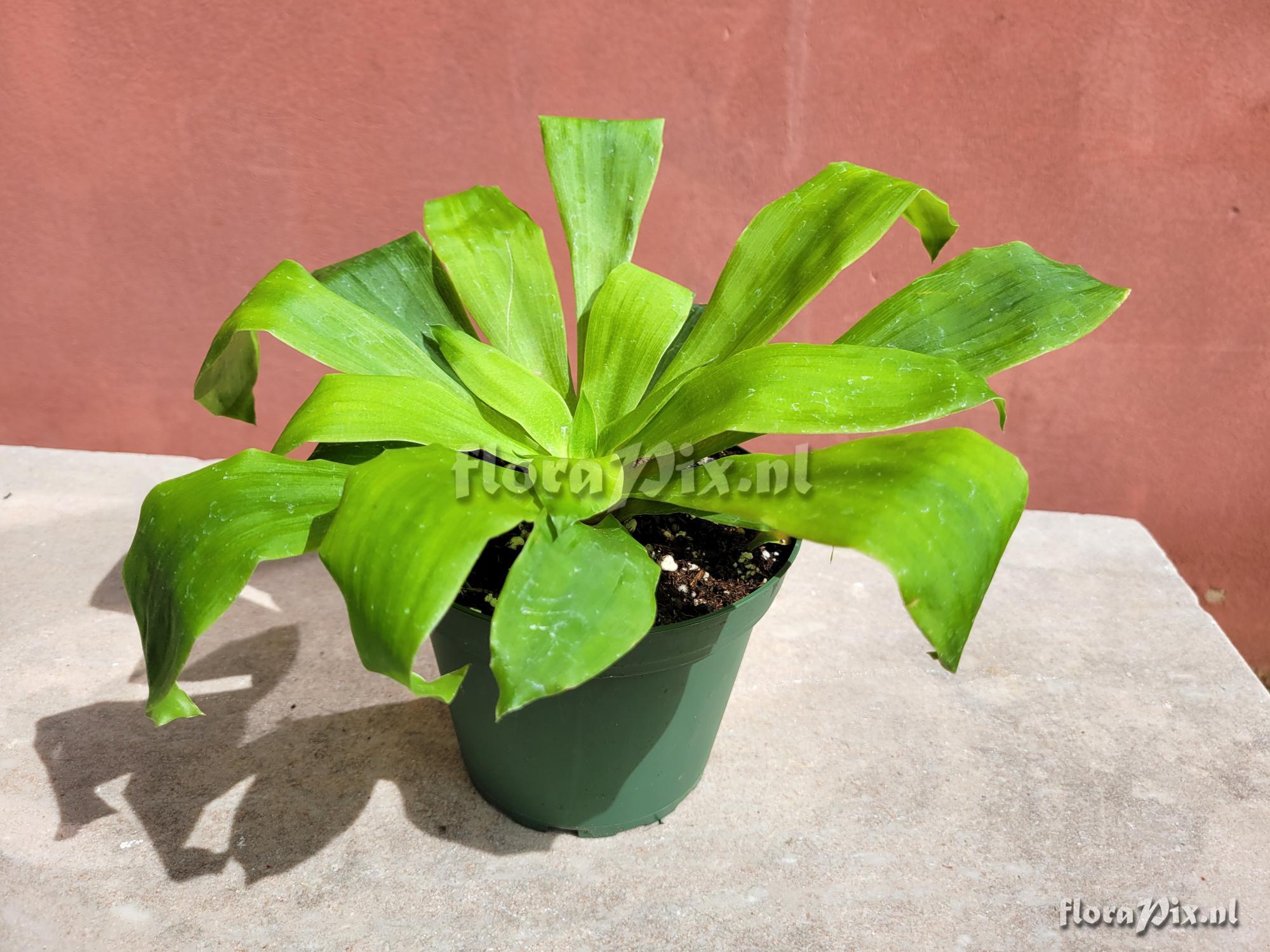 Pitcairnia tabuliformis