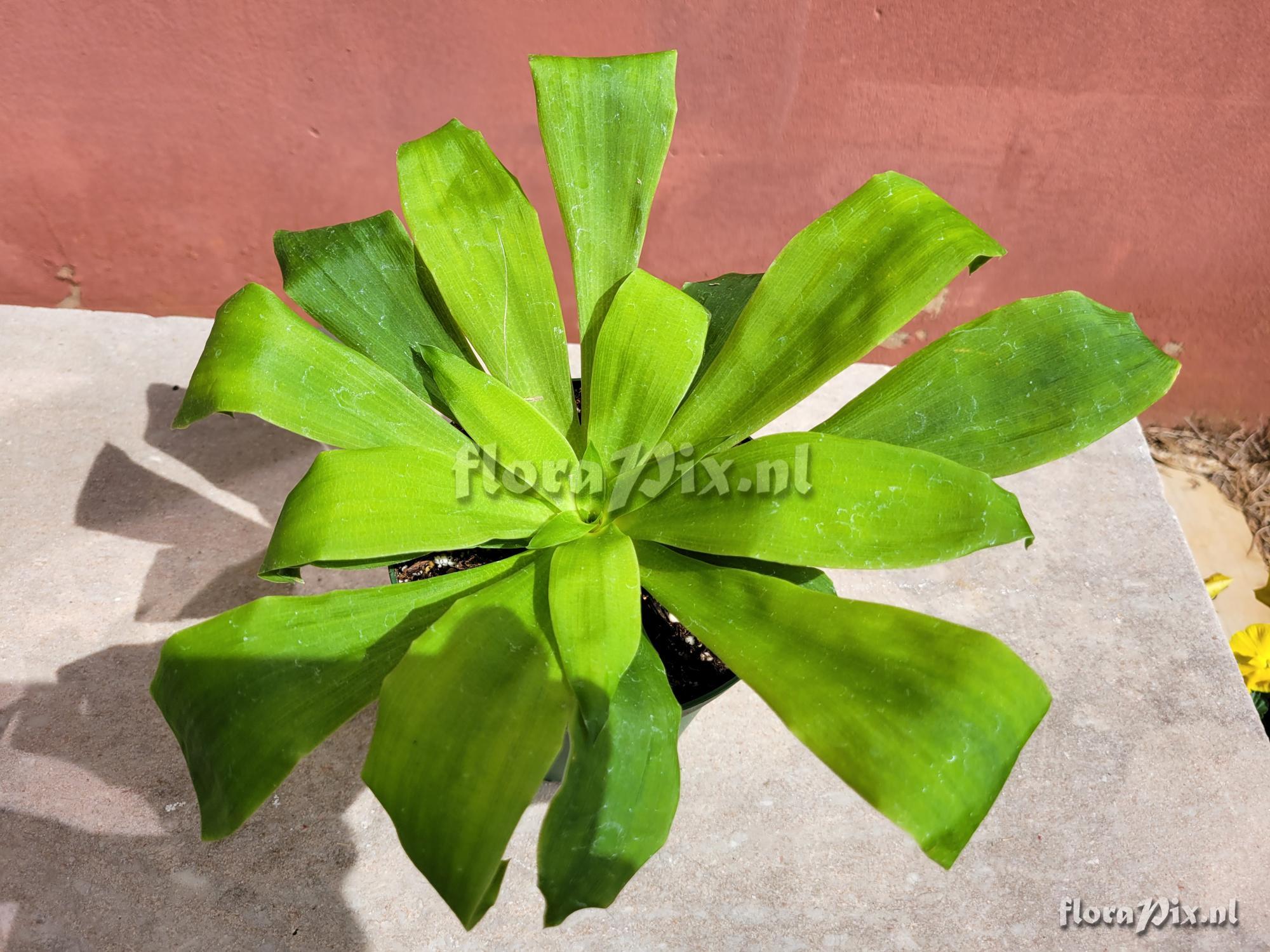 Pitcairnia tabuliformis