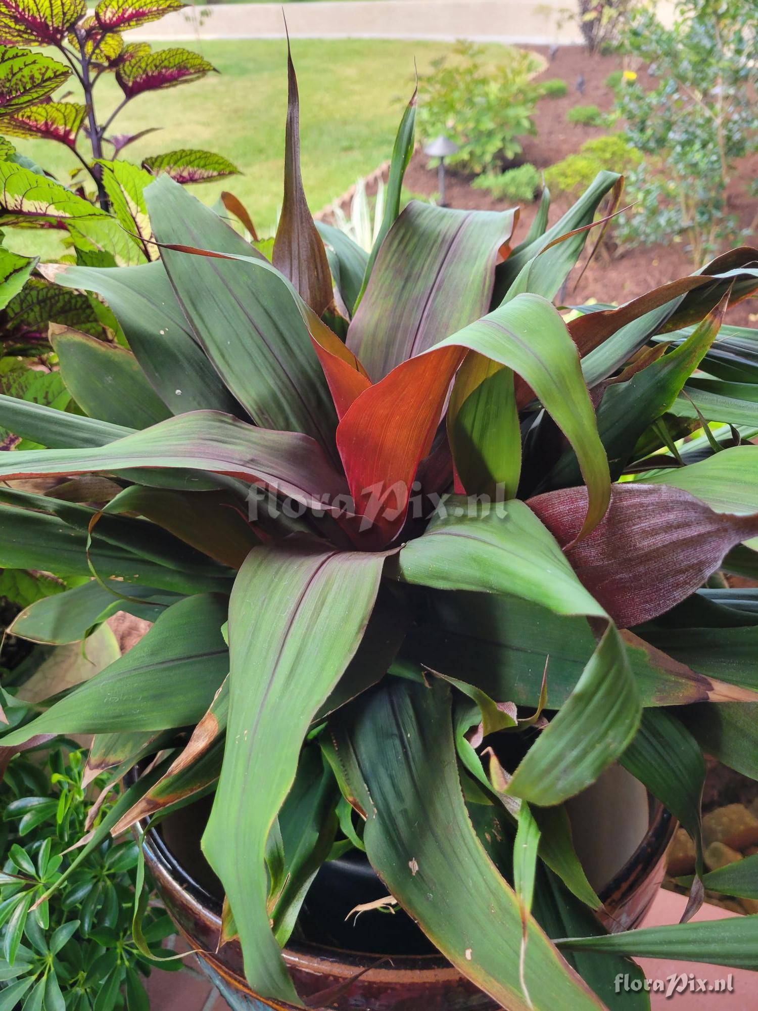 Pitcairnia sanguinea
