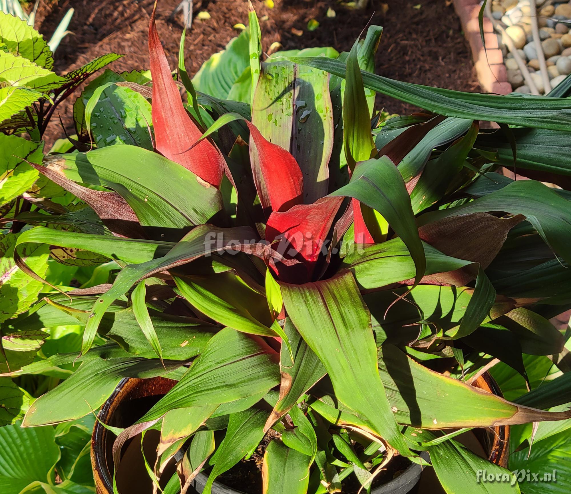 Pitcairnia sanguinea