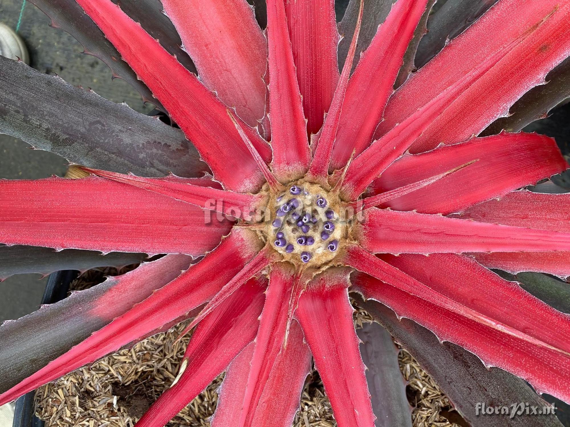 Bromelia villosa