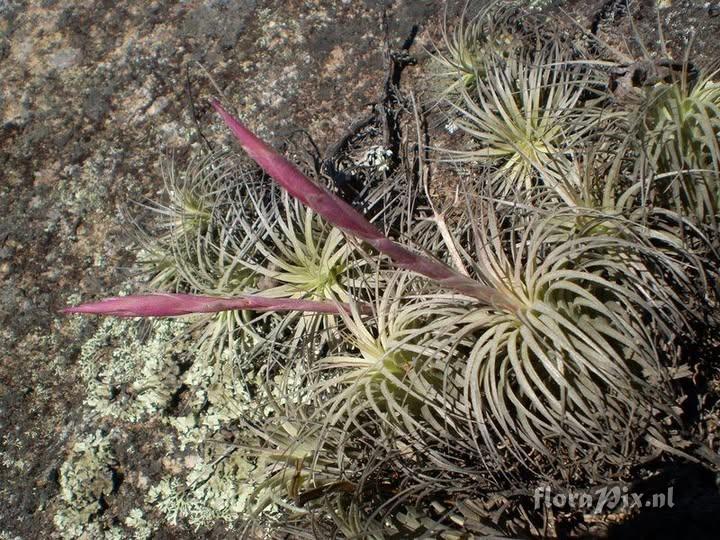 Tillandsia castelensis