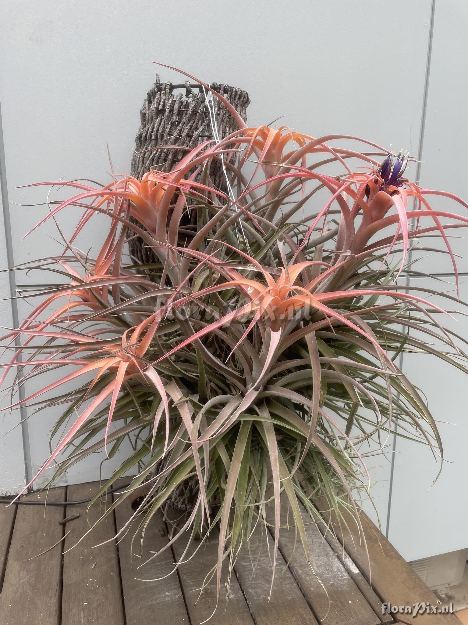 Tillandsia riohondoensis