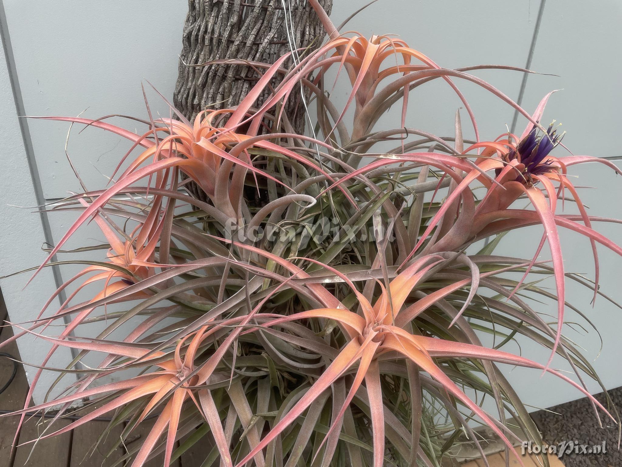 Tillandsia riohondoensis