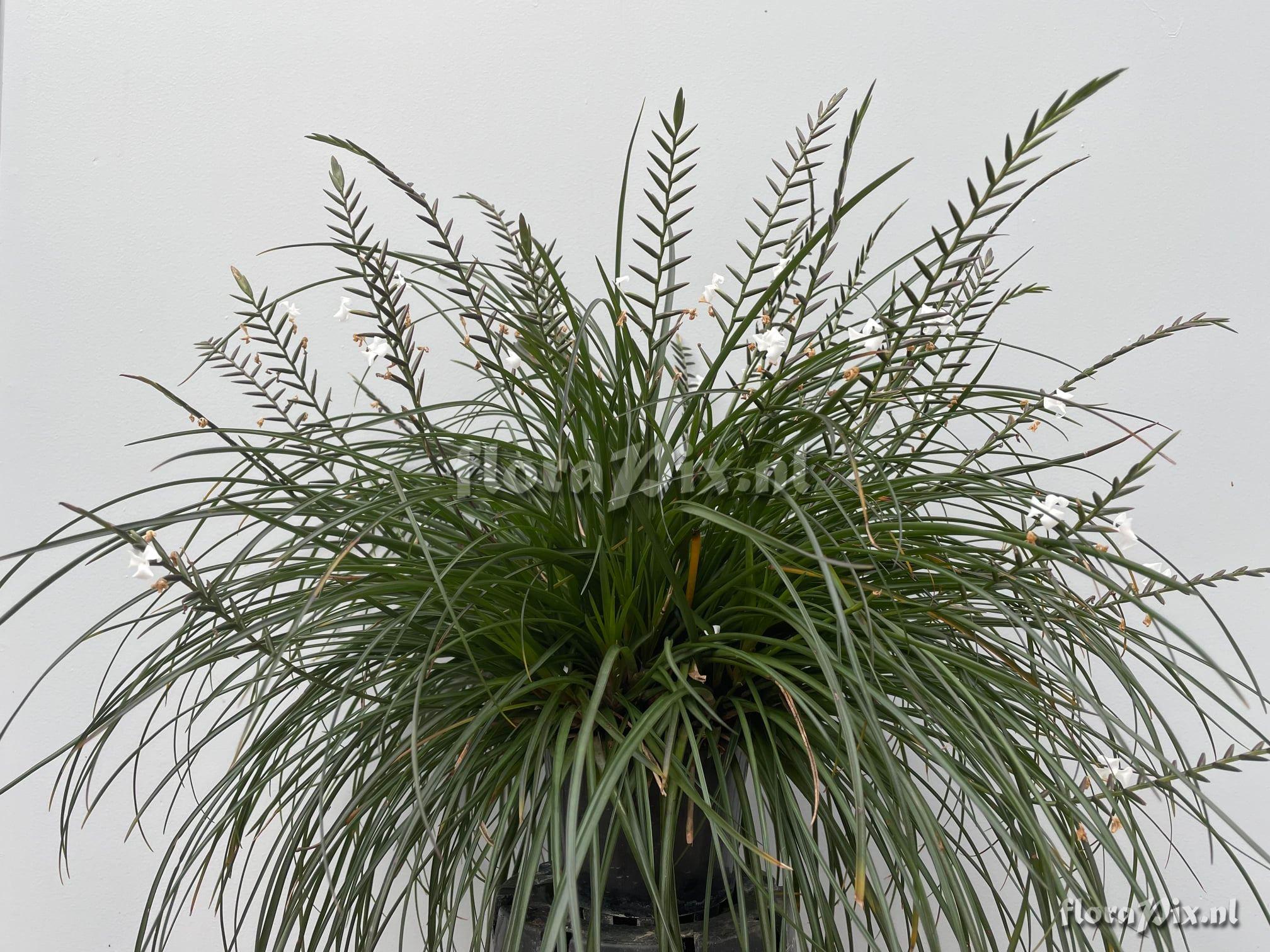 Lemeltonia narthecioides