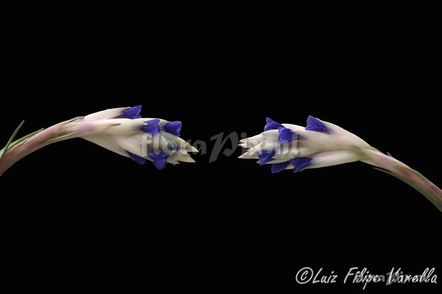 Tillandsia aeranthos var. albeobracteata