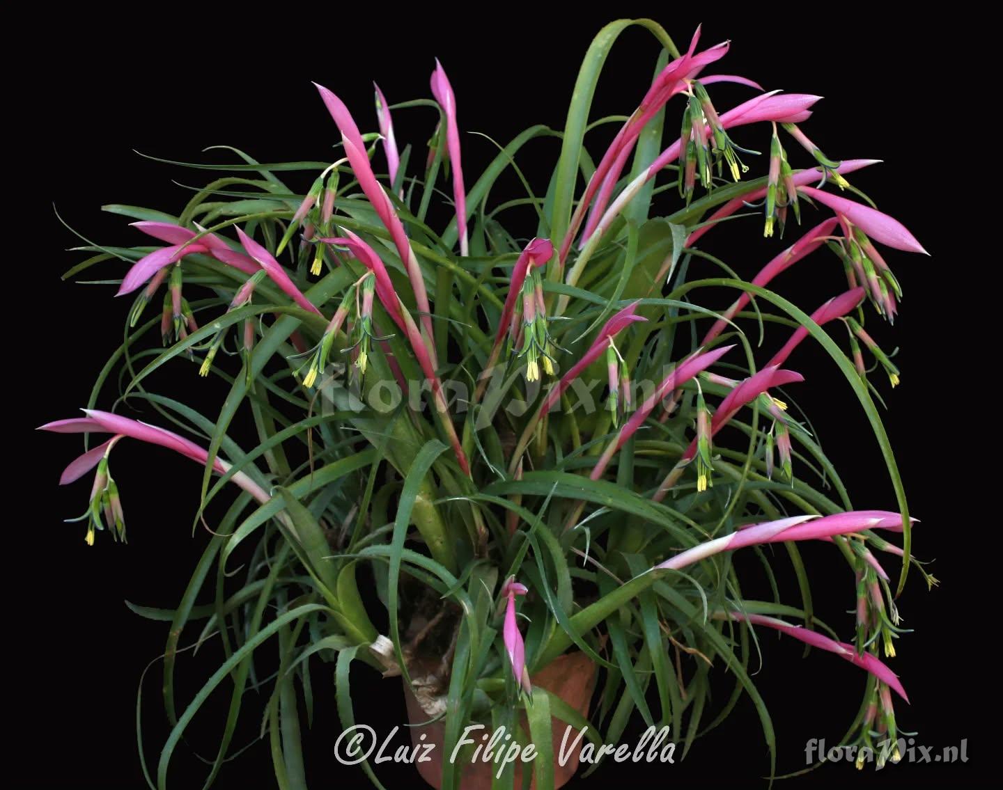 Billbergia nutans