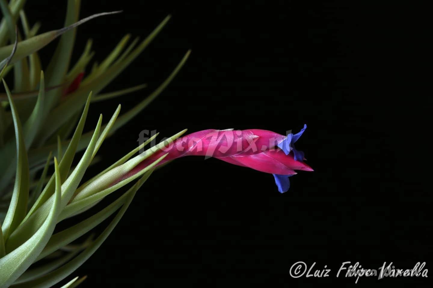 Tillandsia bella