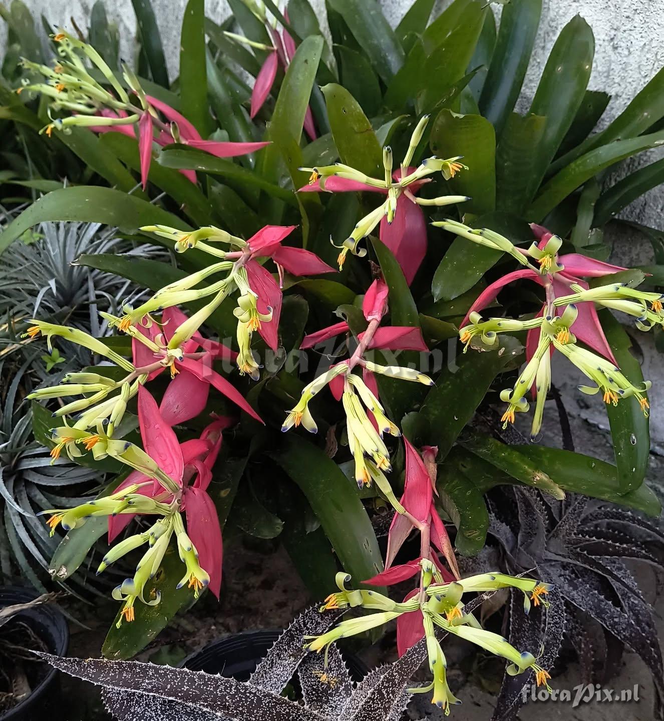 Billbergia amoena