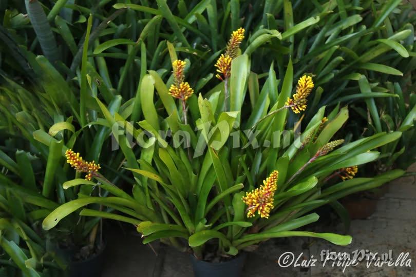 Aechmea winkleri