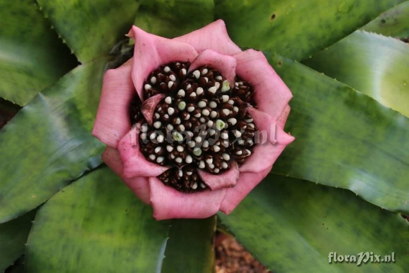 Edmundoa lindenii var. rosea