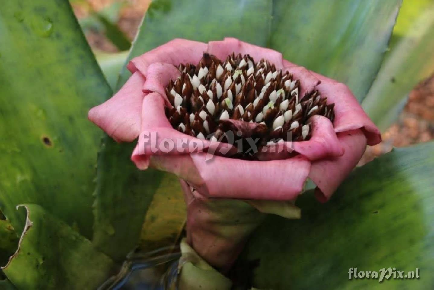 Edmundoa lindenii var. rosea