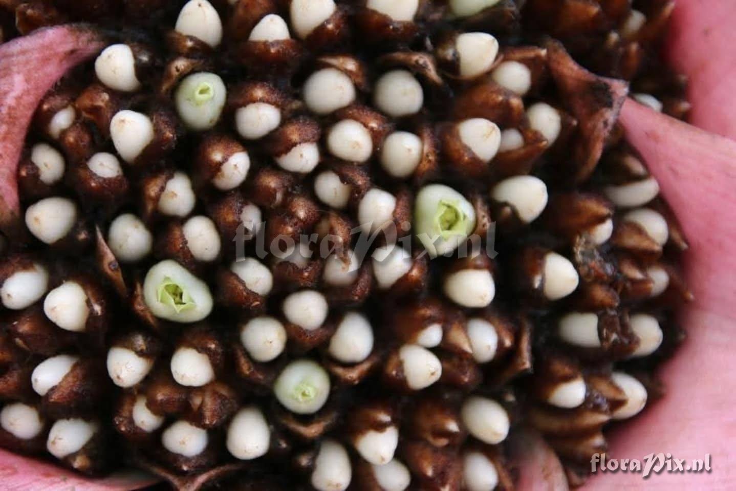 Edmundoa lindenii var. rosea