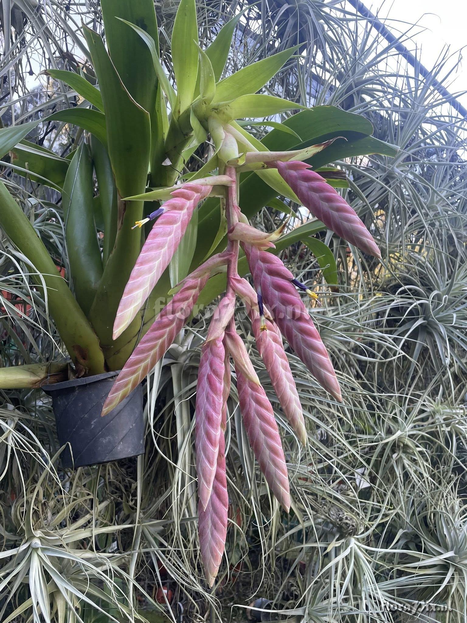 Tillandsia pamelae