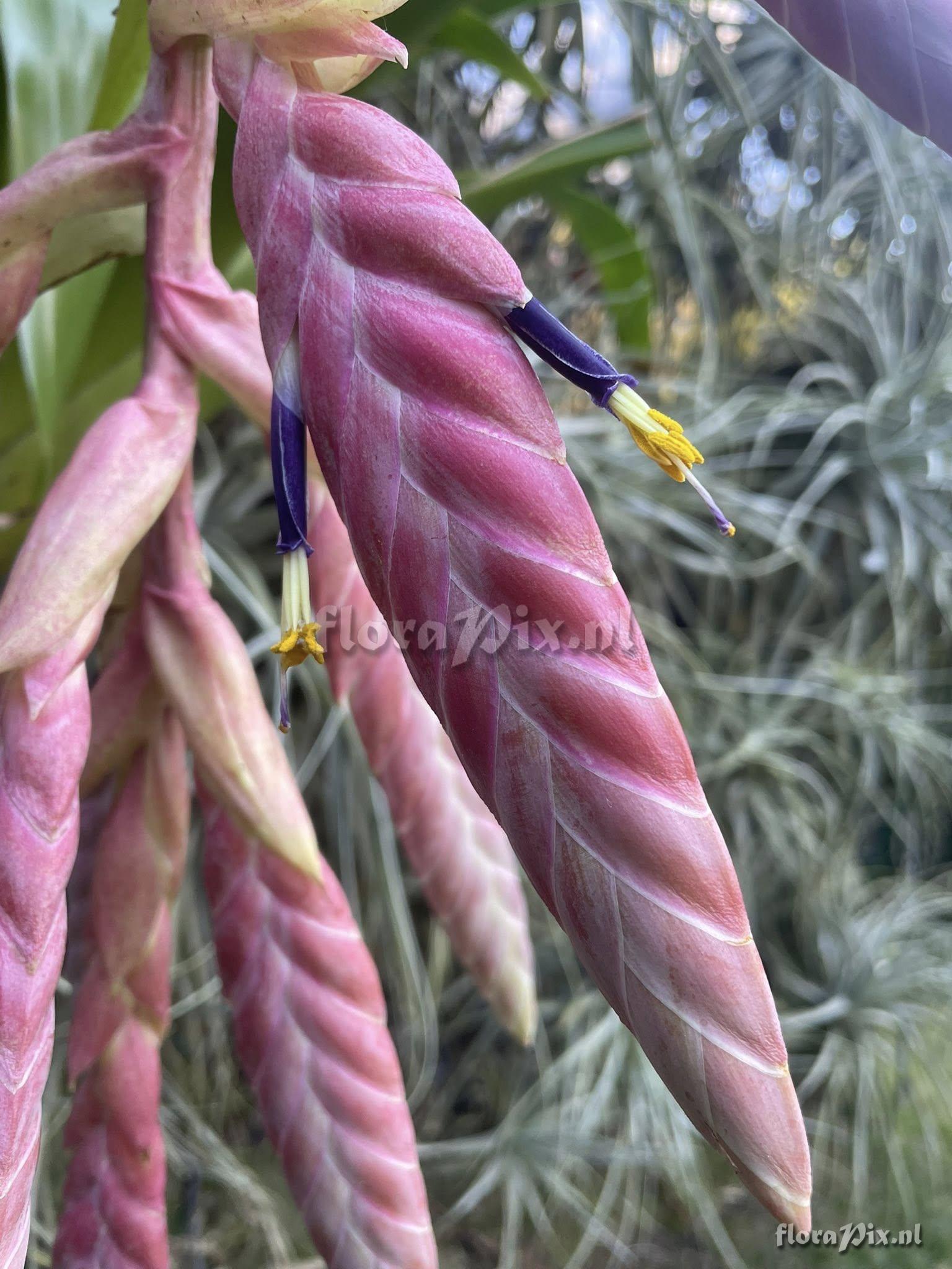 Tillandsia pamelae