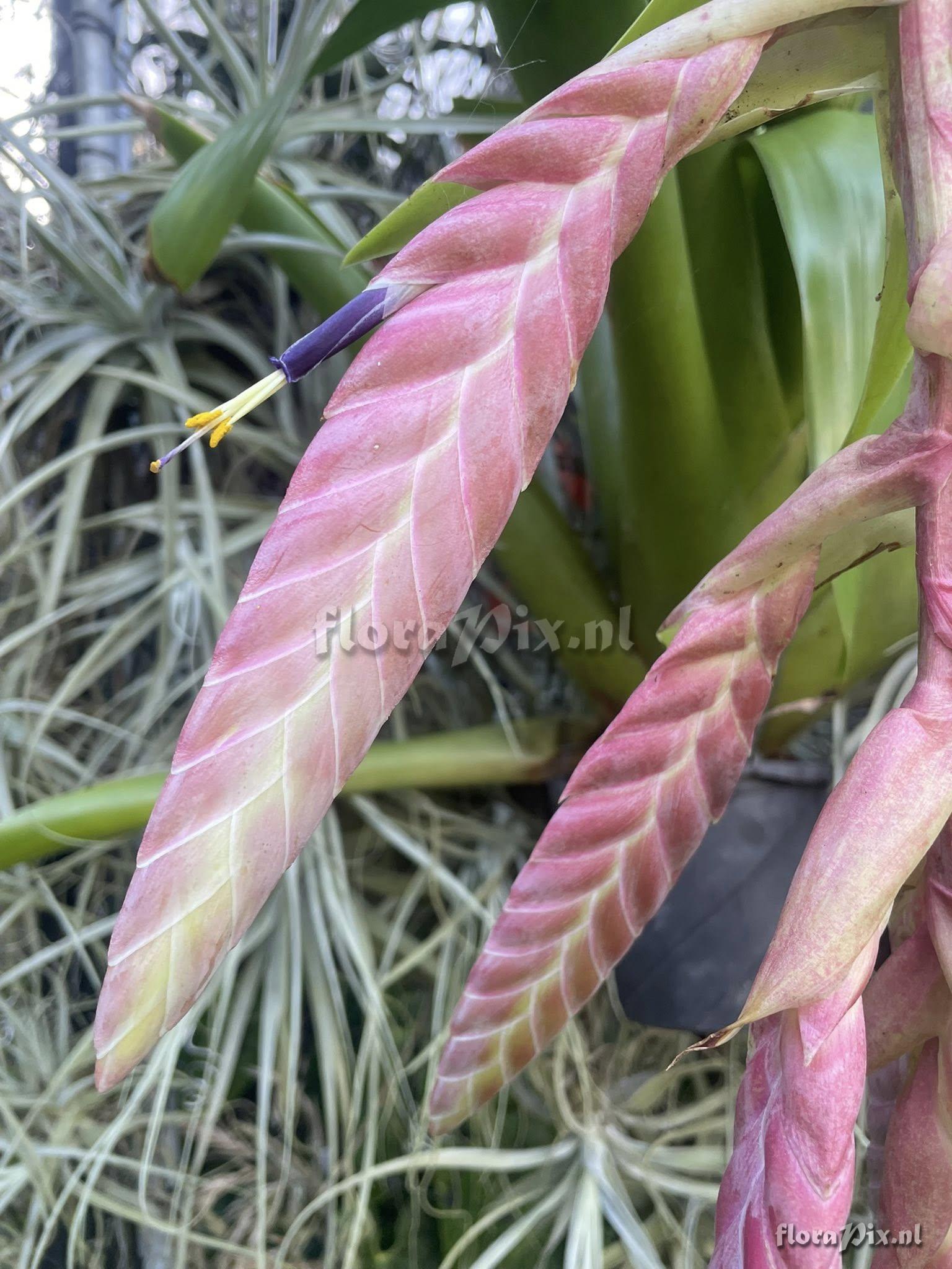 Tillandsia pamelae