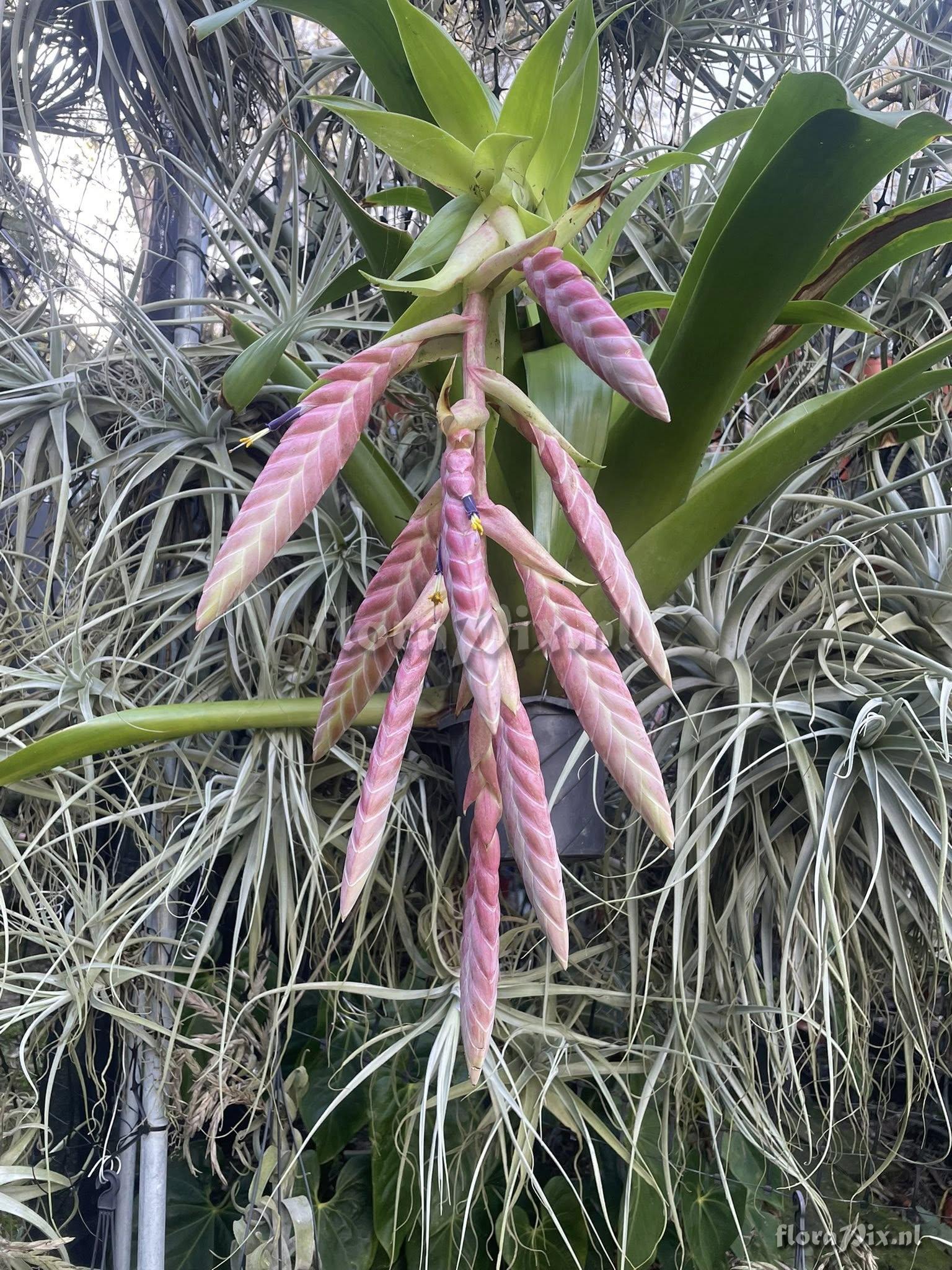 Tillandsia pamelae