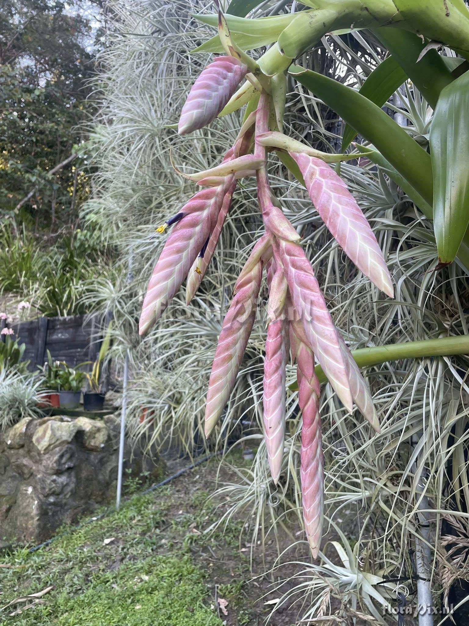 Tillandsia pamelae