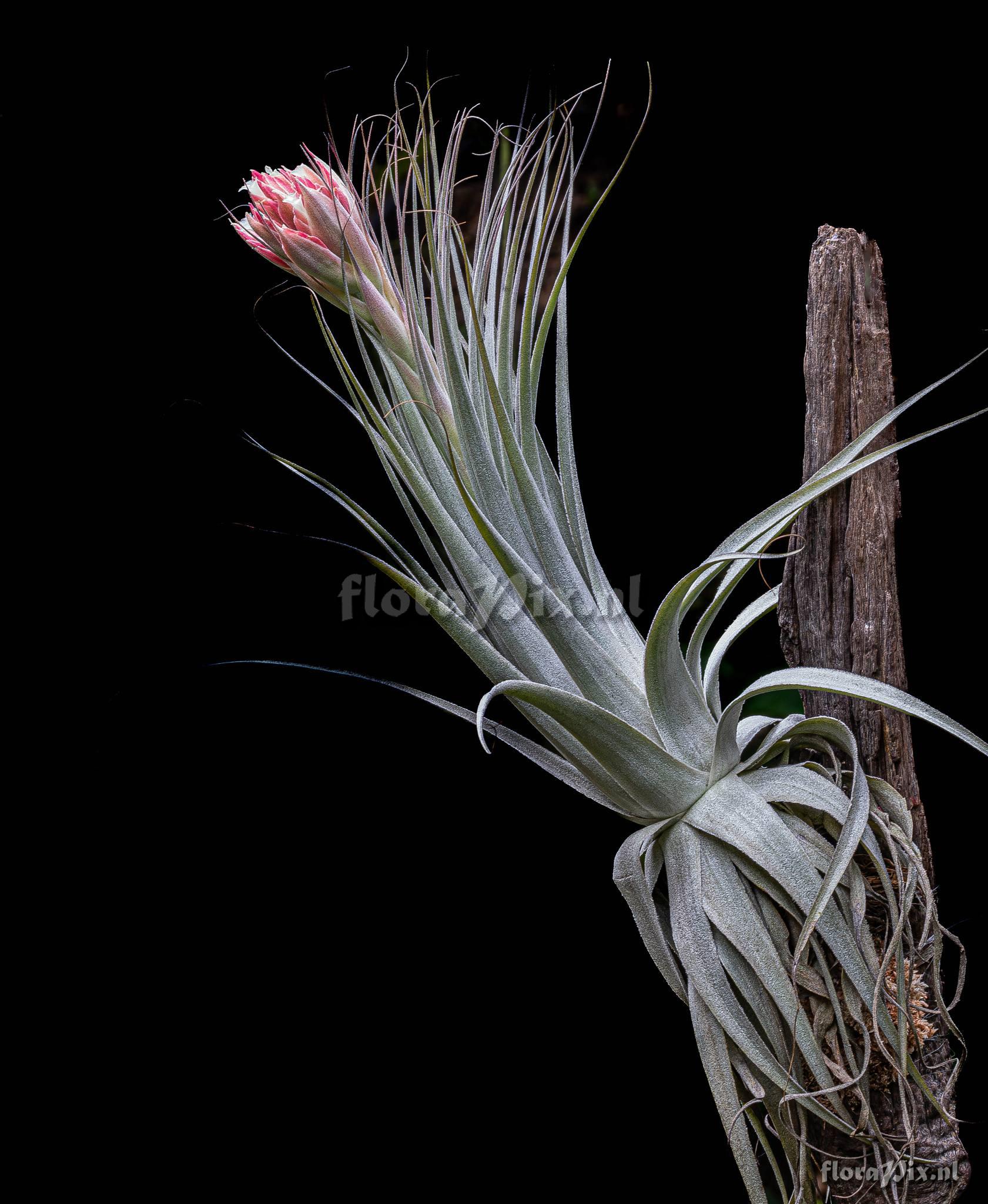 Tillandsia montserratina