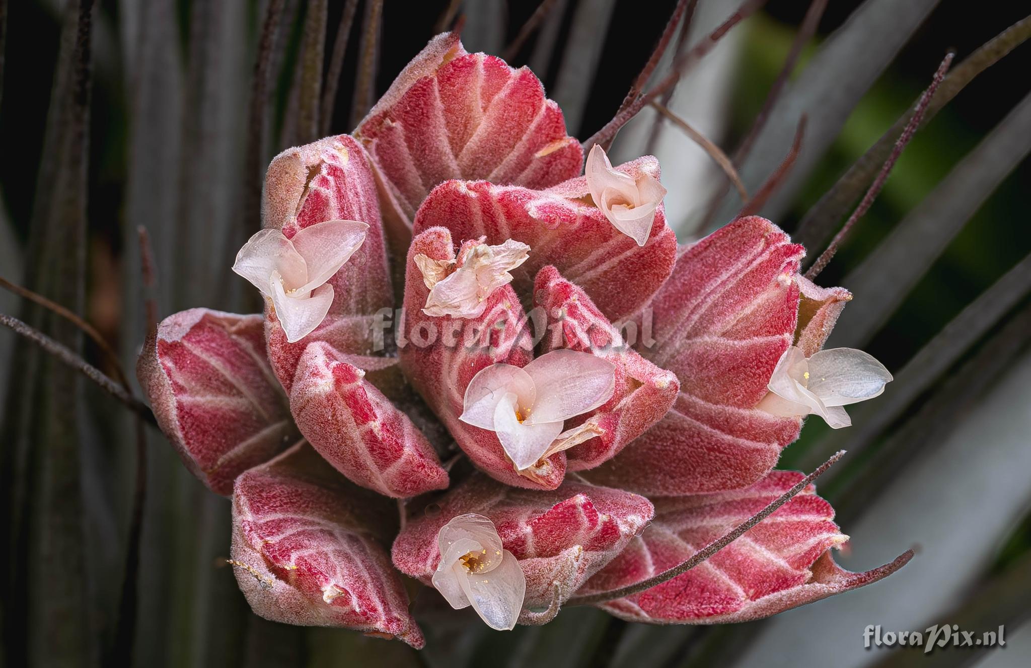 Tillandsia montserratina