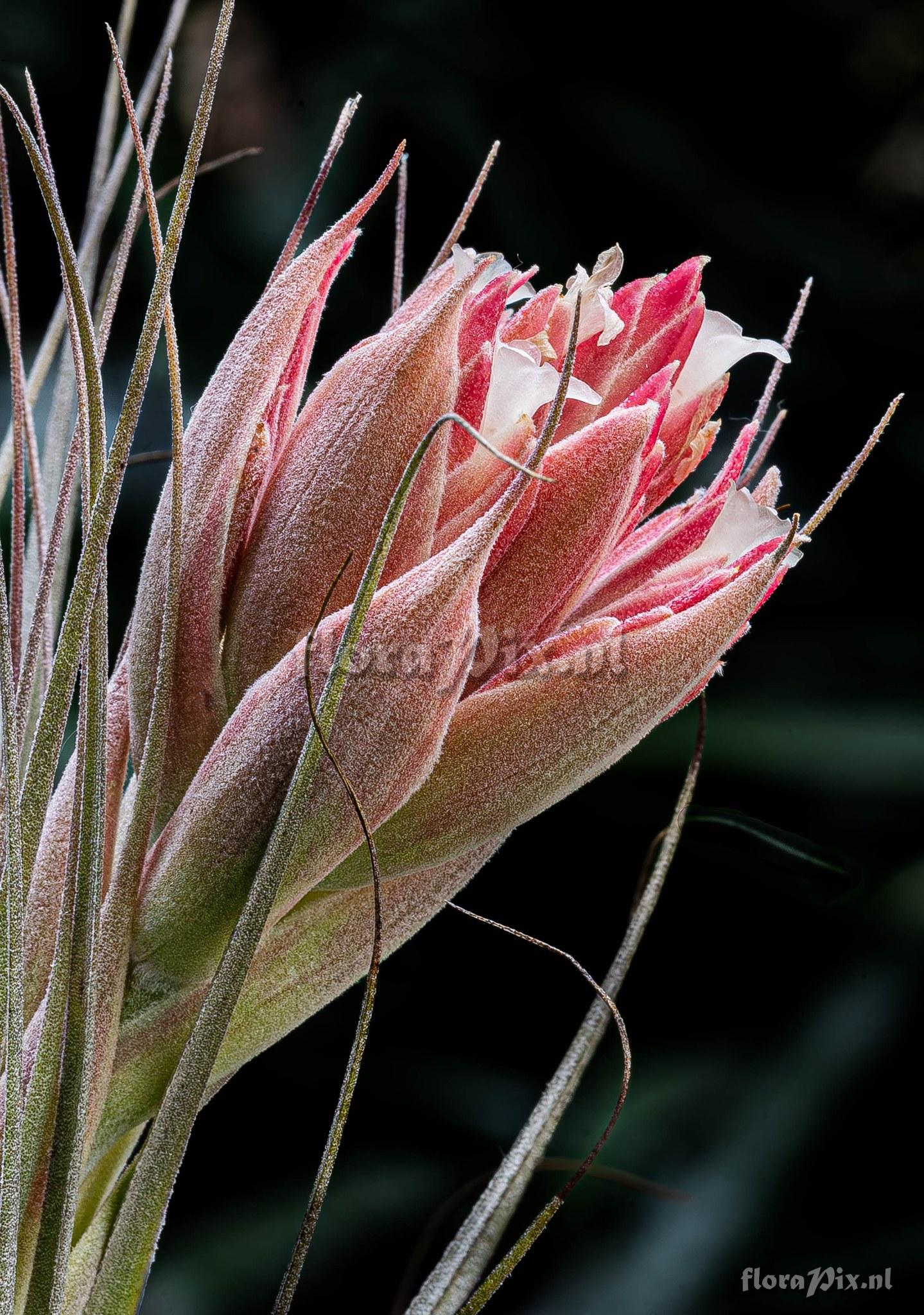 Tillandsia montserratina
