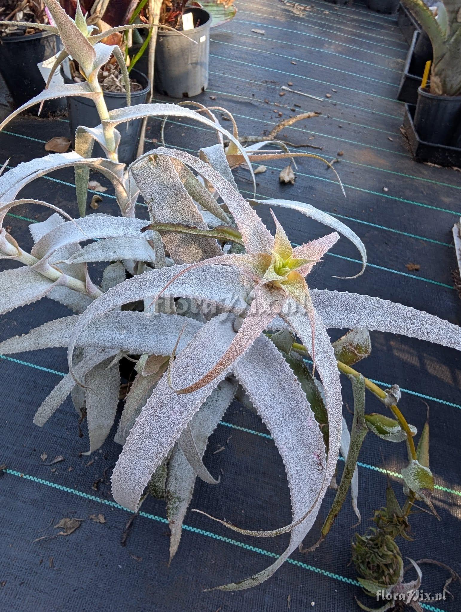 Orthophytum magalhaesii