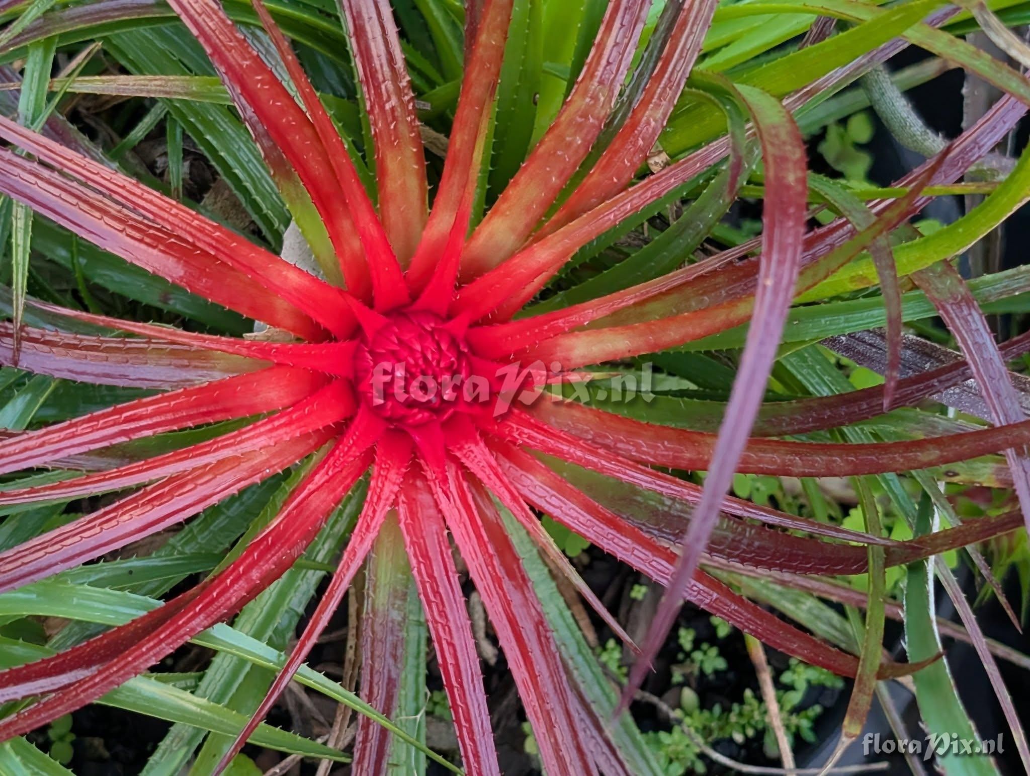 Sincoraea ophiuroides