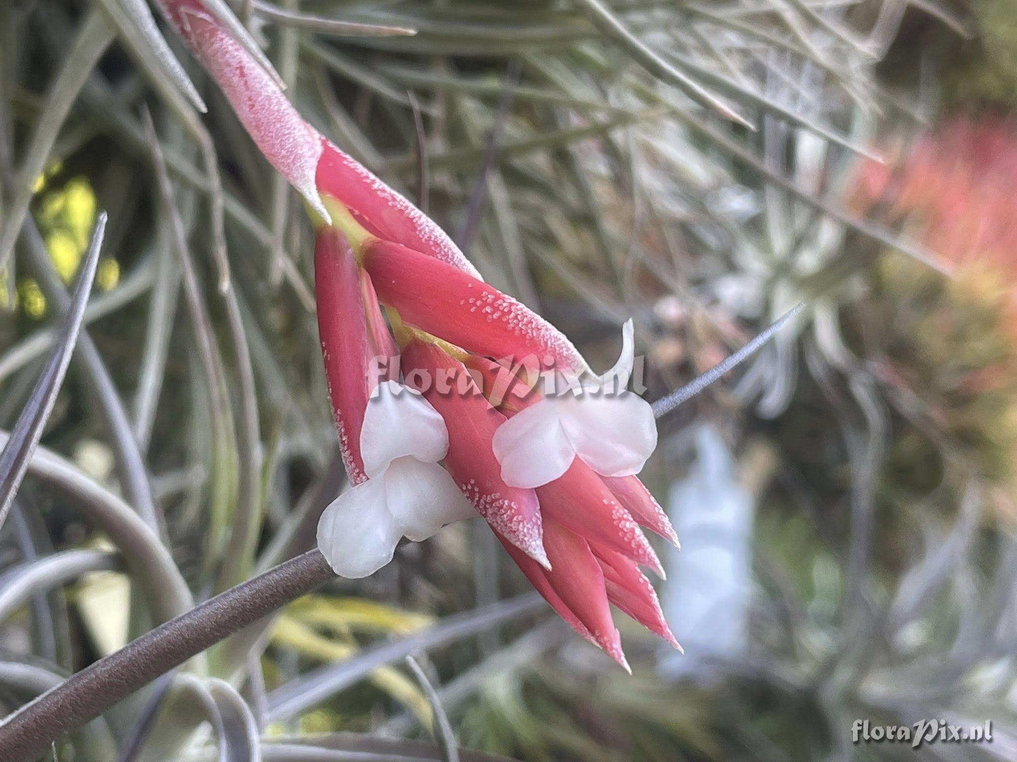 Tillandsia toropiensis