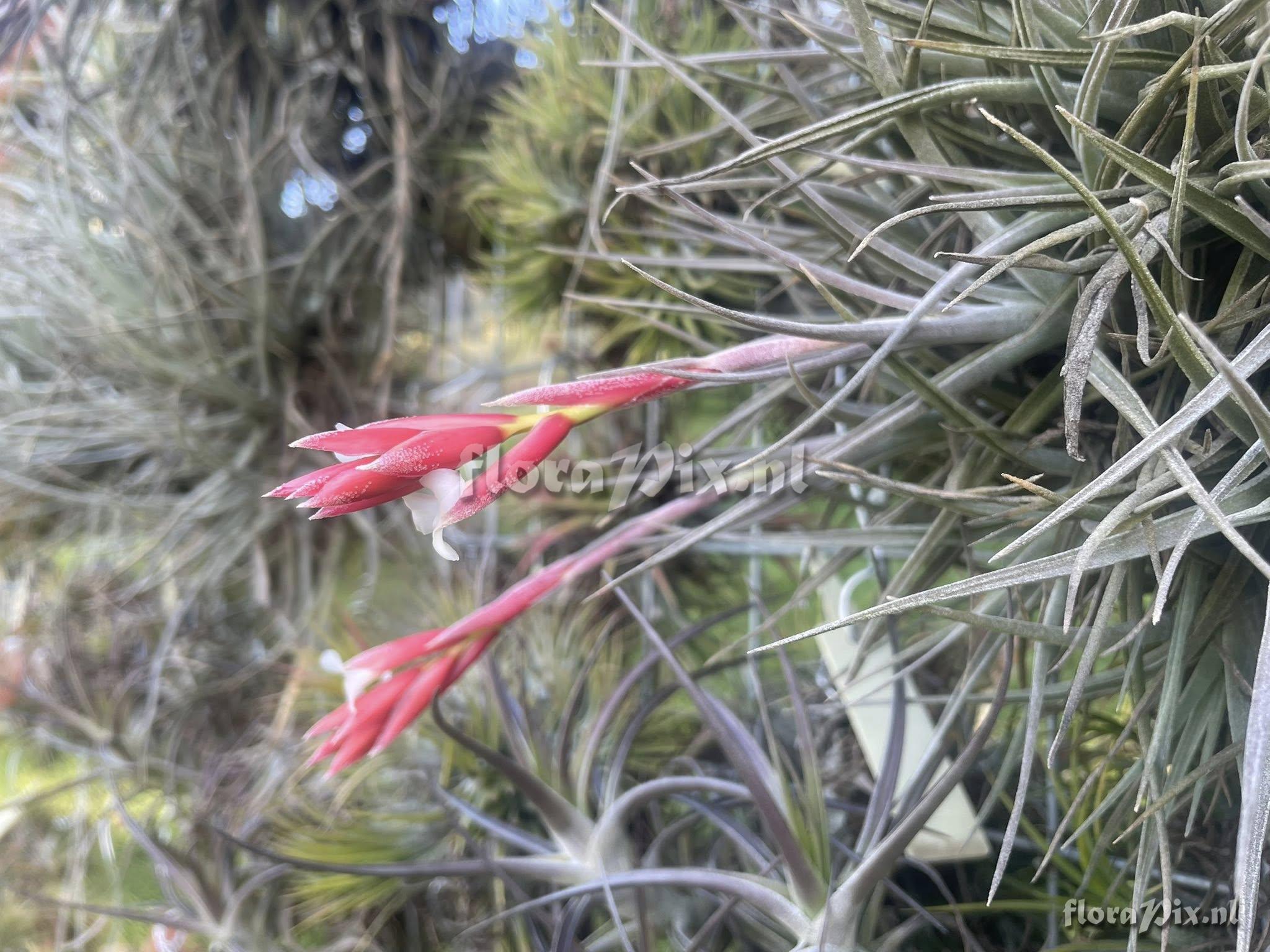 Tillandsia toropiensis