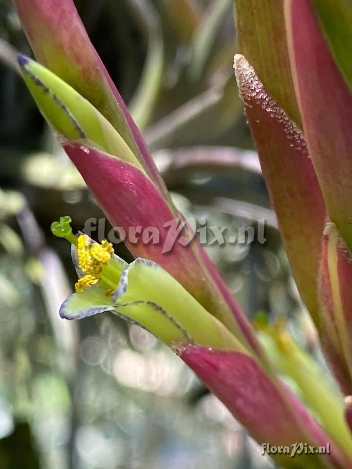 Tillandsia olmosana var. pachamamae