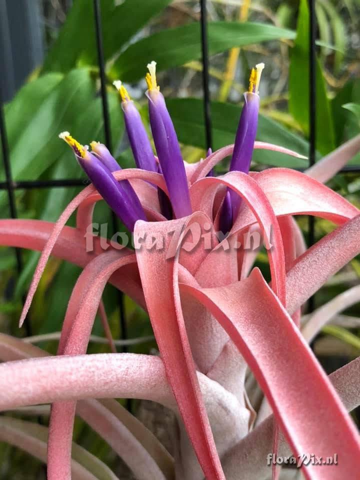 Tillandsia riohondoensis