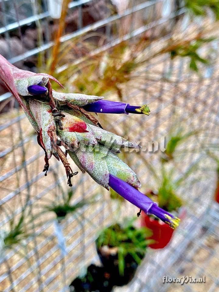 Tillandsia juncea
