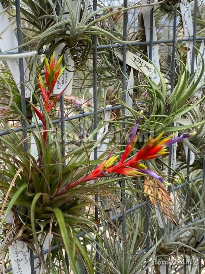 Tillandsia chlorophylla