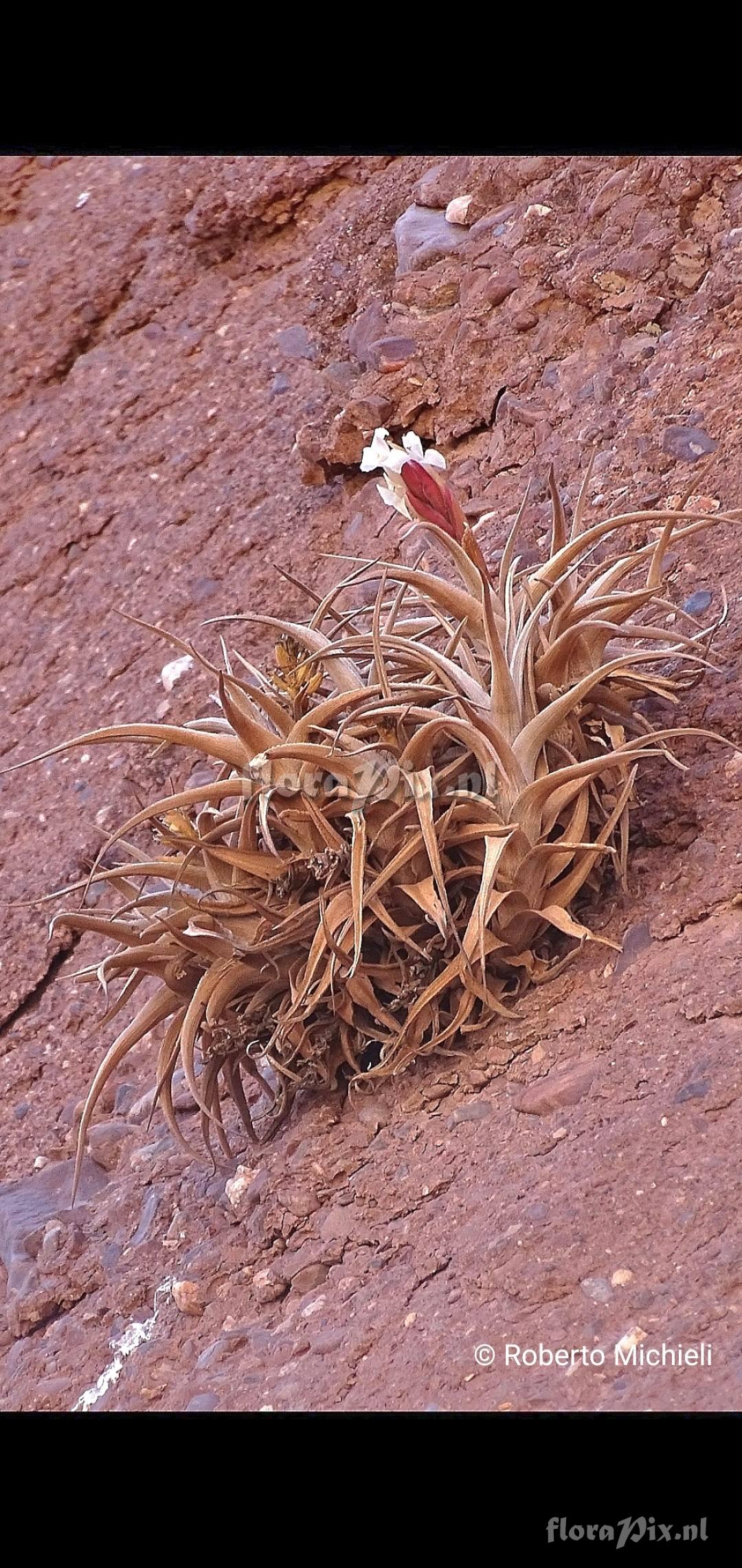 Tillandsia camargoensis