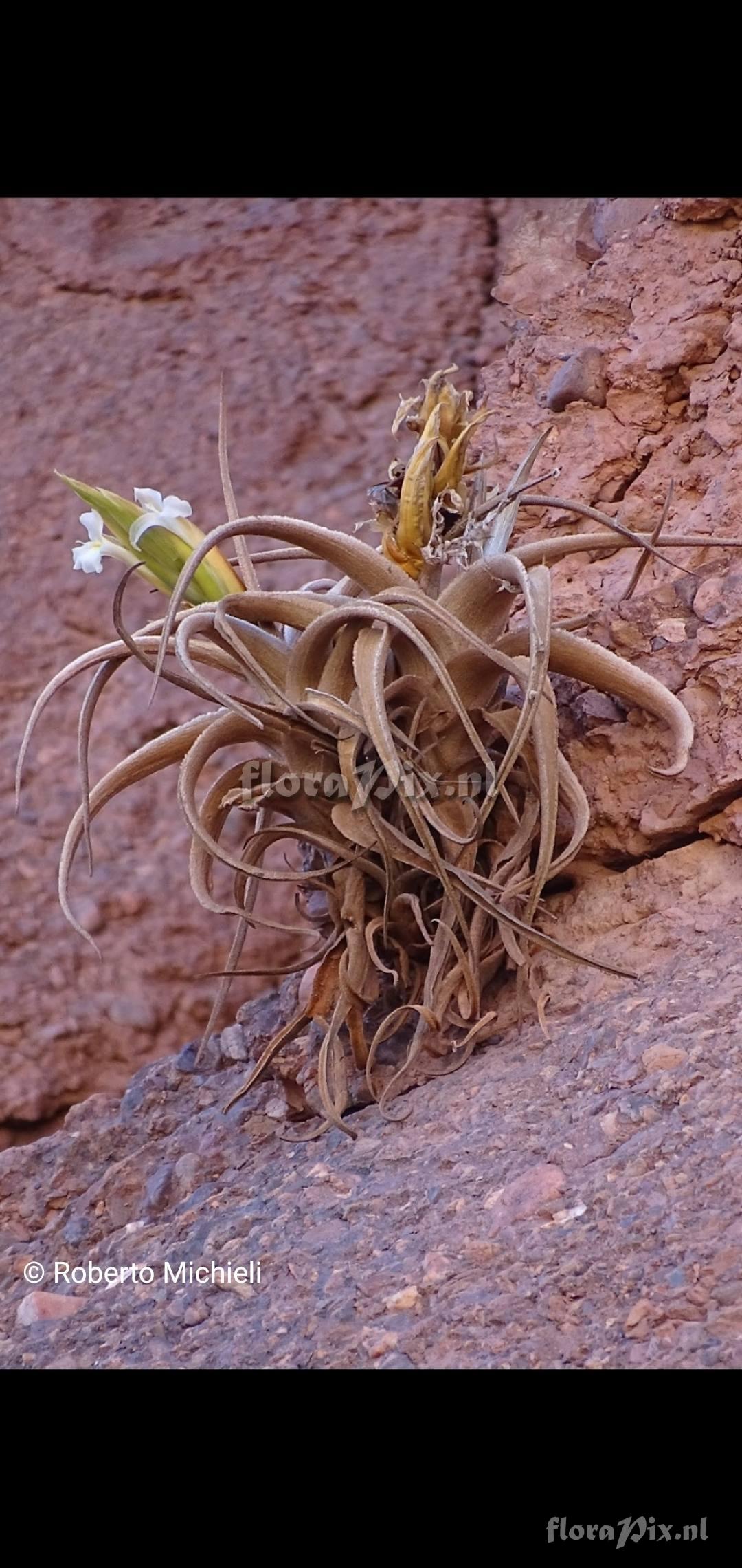Tillandsia camargoensis