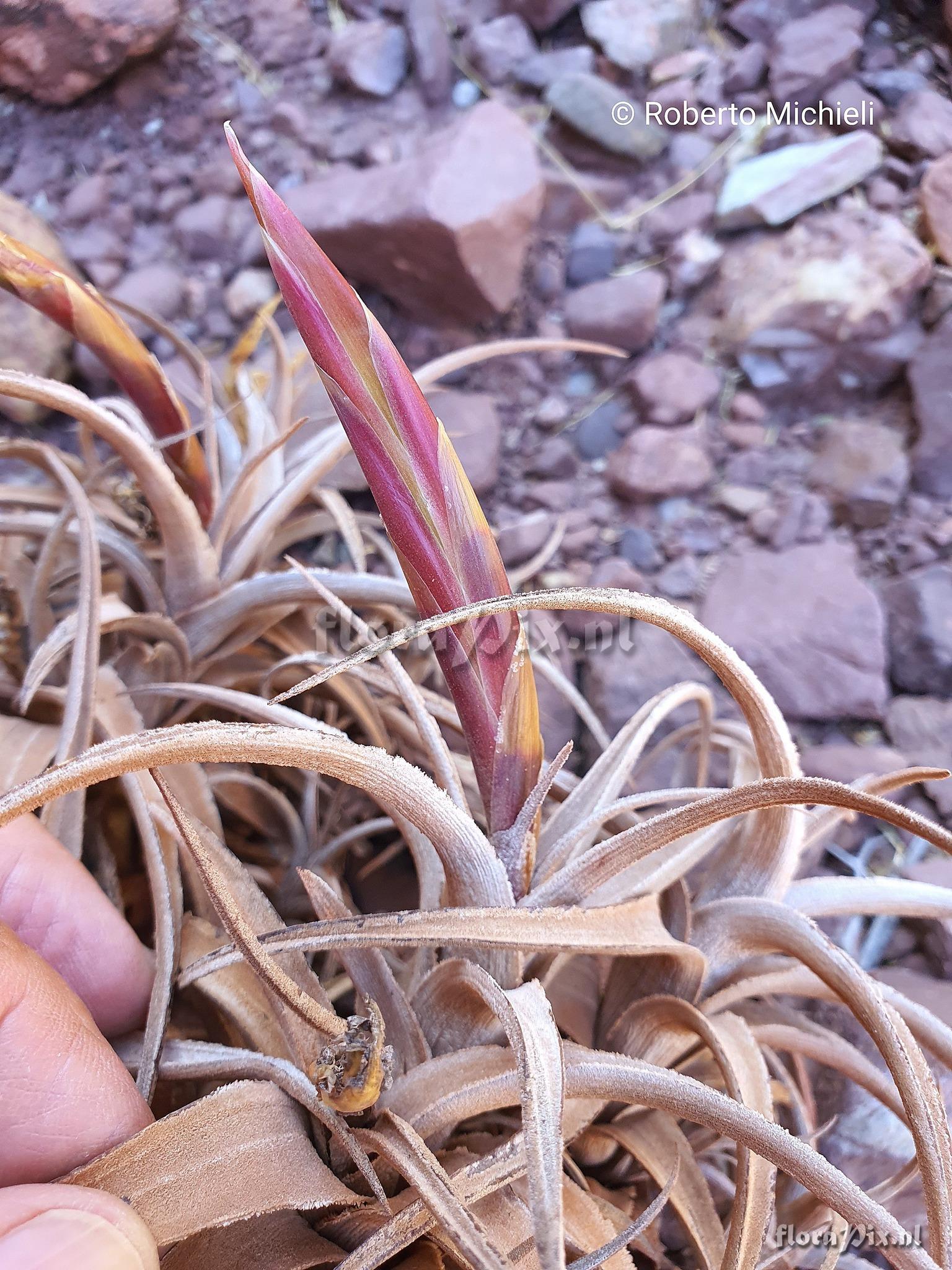Tillandsia camargoensis