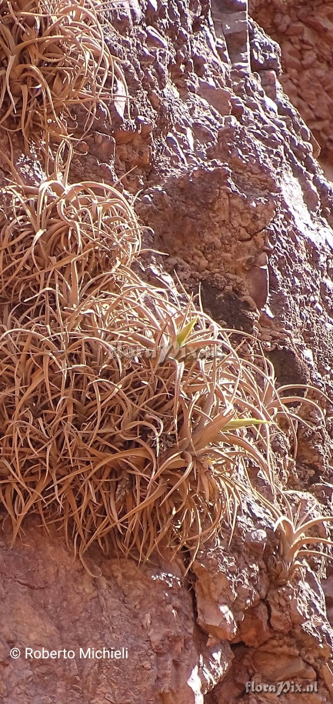 Tillandsia camargoensis