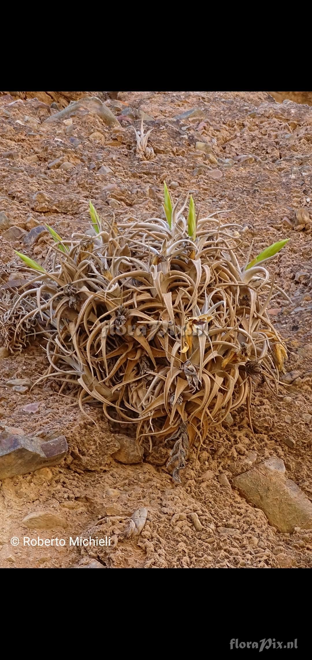 Tillandsia camargoensis