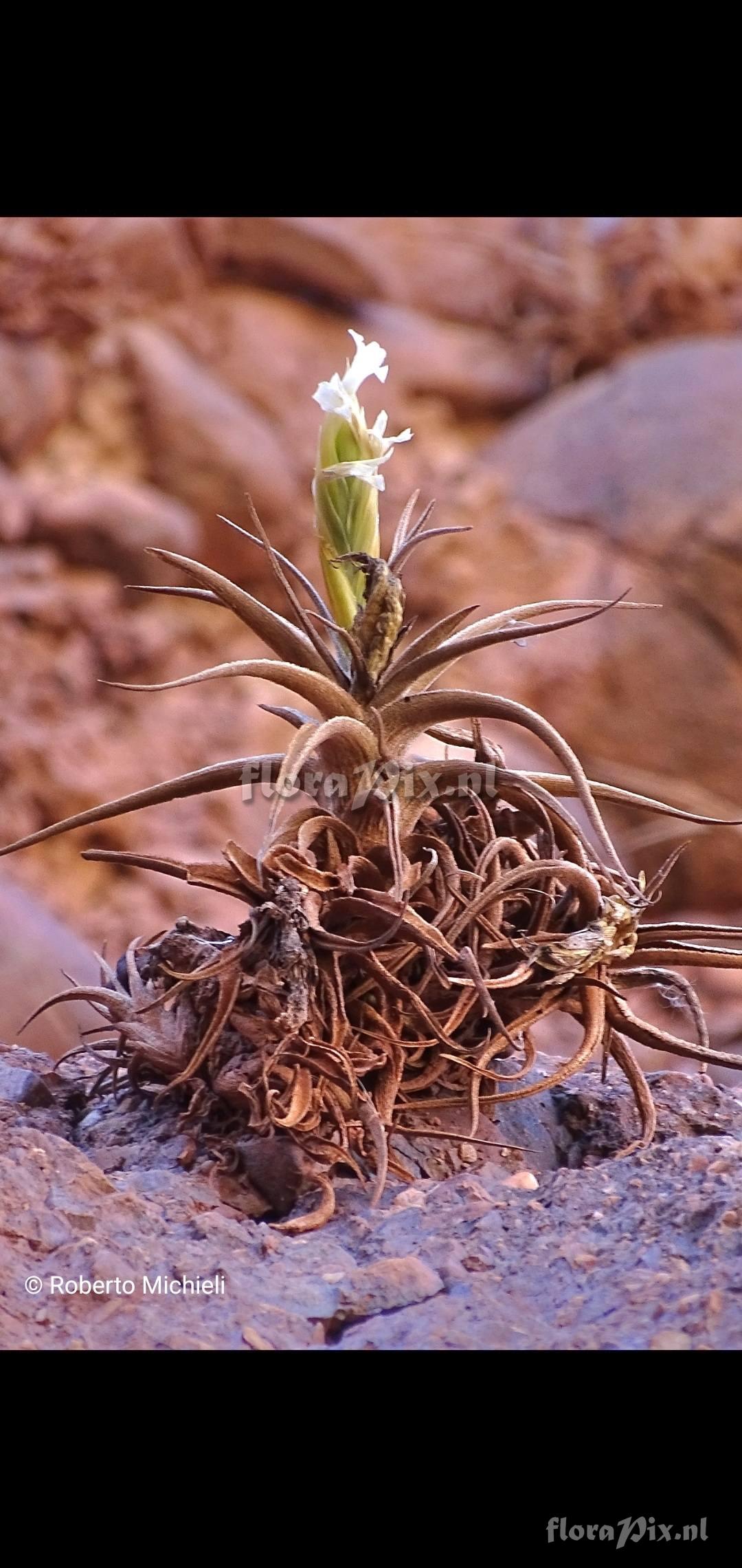 Tillandsia camargoensis