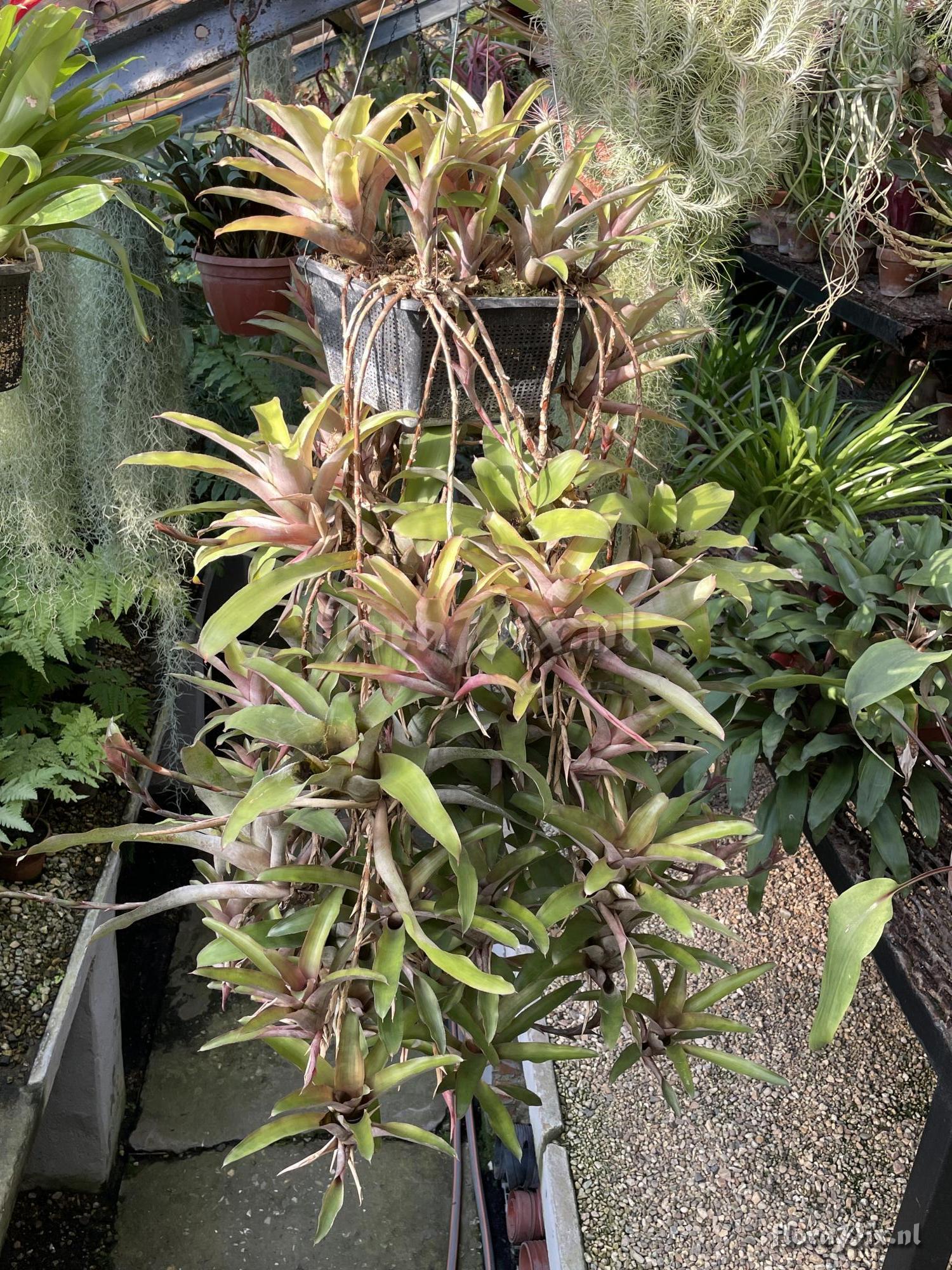 Neoregelia sapiatibensis