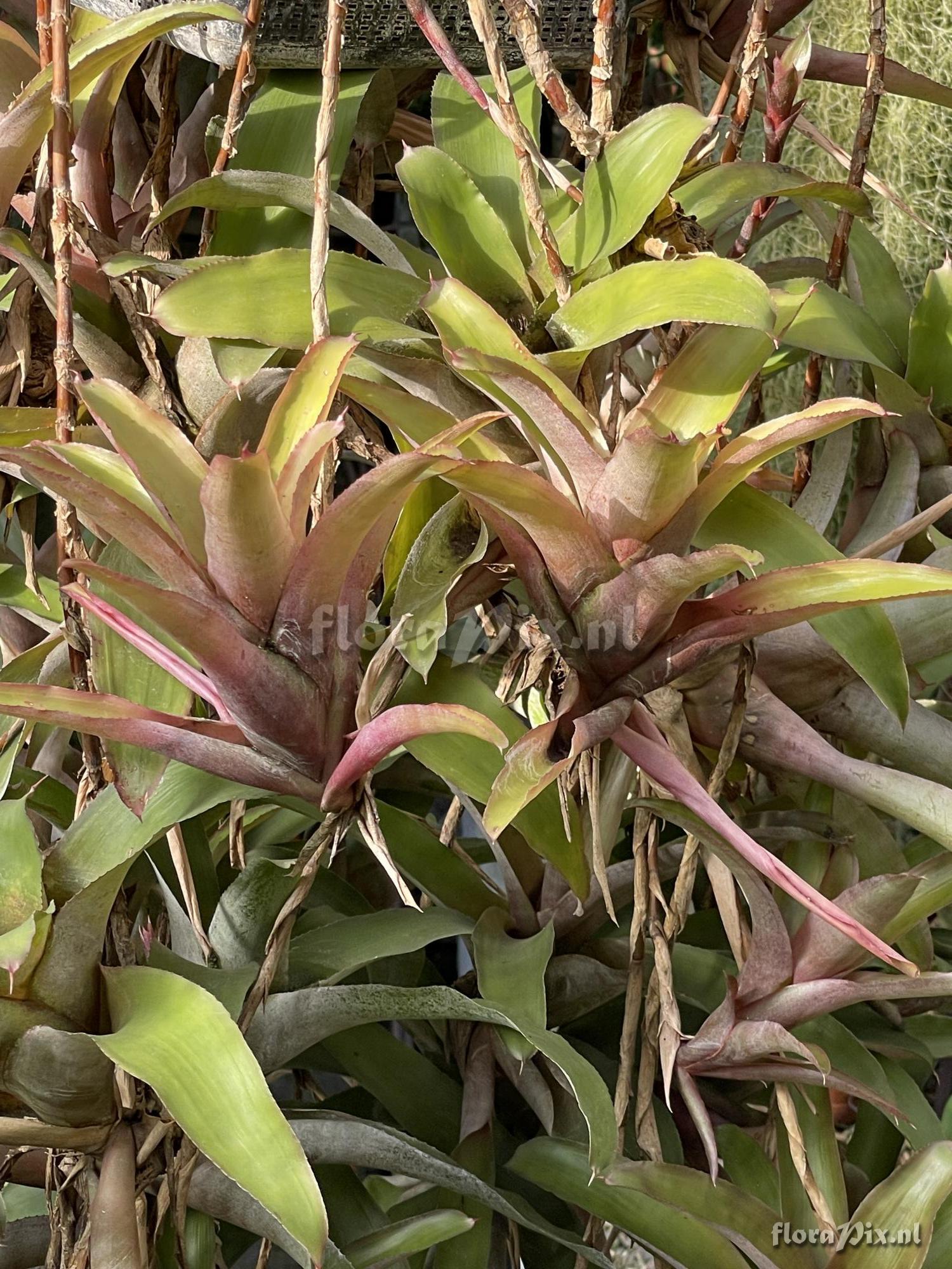 Neoregelia sapiatibensis